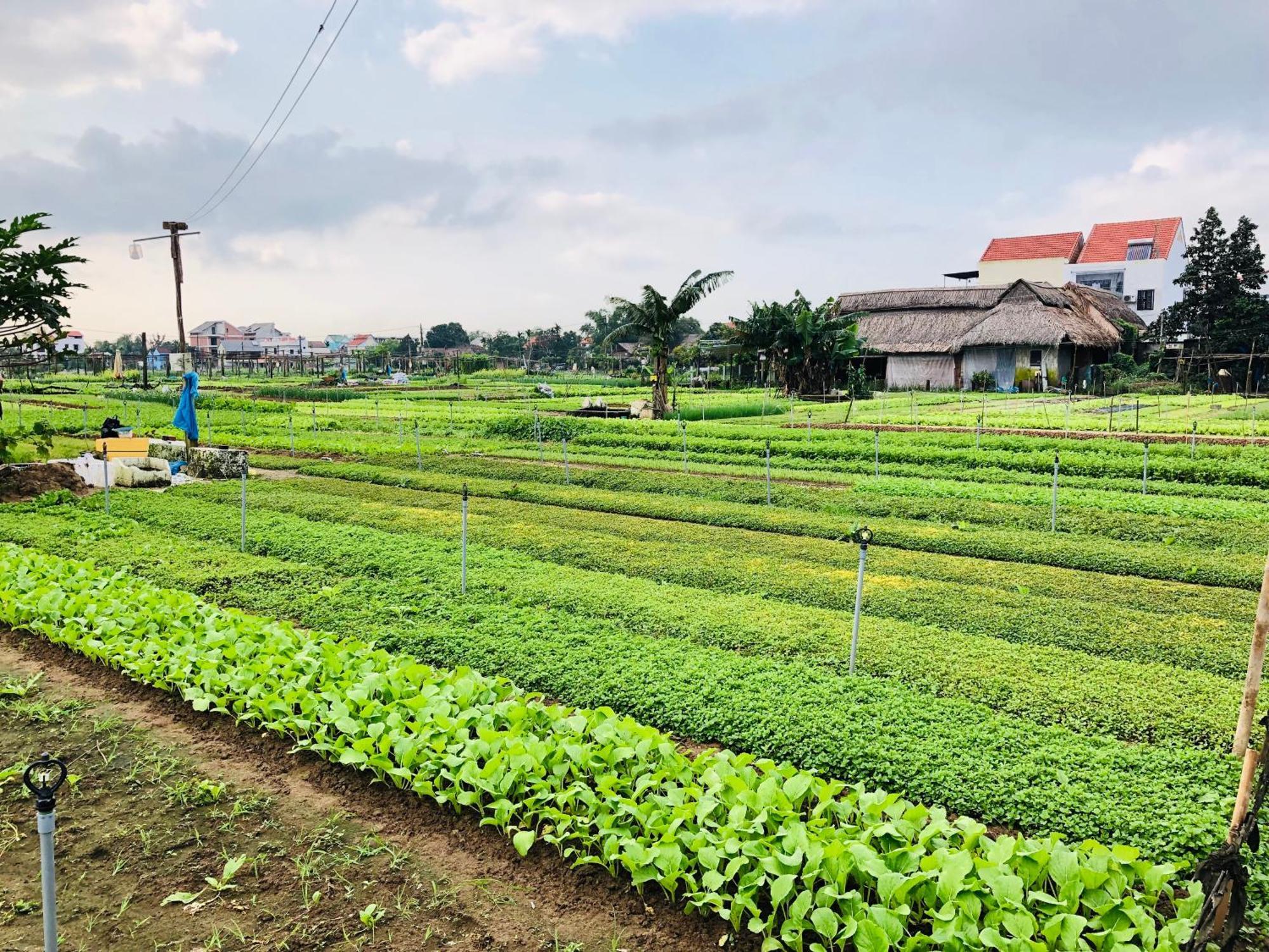 Snow Pearl Homestay Hoi An Esterno foto